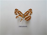 藏品(豆環蛺蝶)的圖片